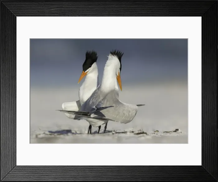 Framed Print : Courting Royal Terns Framed Print : Courting Royal Terns
