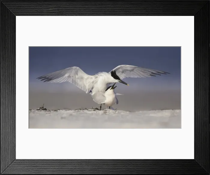 Framed Print : Mating sandwich terns Framed Print : Mating sandwich terns