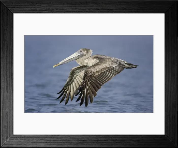 Framed Print : Flying Brown Pelican