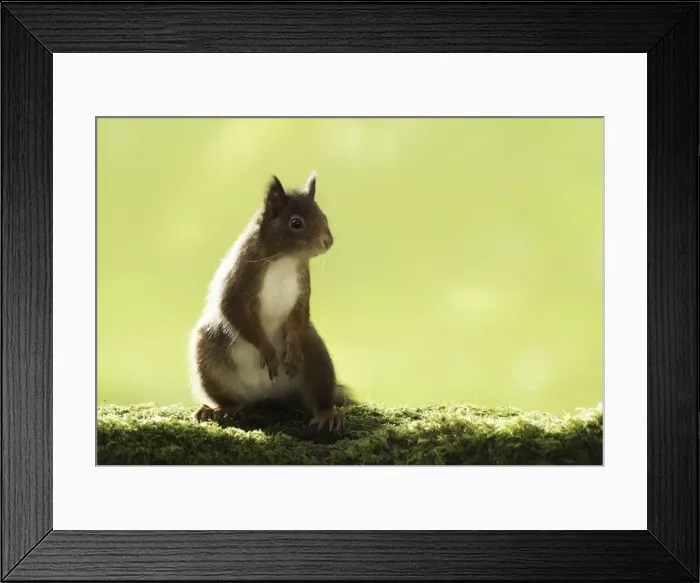 Framed Print : Eurasian red squirrel (Sciurus vulgaris) Framed Print : Eurasian red squirrel (Sciurus vulgaris)