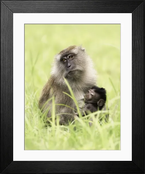 Framed Print : Long-tailed Macaque (Macaca fascicularis) Framed Print : Long-tailed Macaque (Macaca fascicularis)