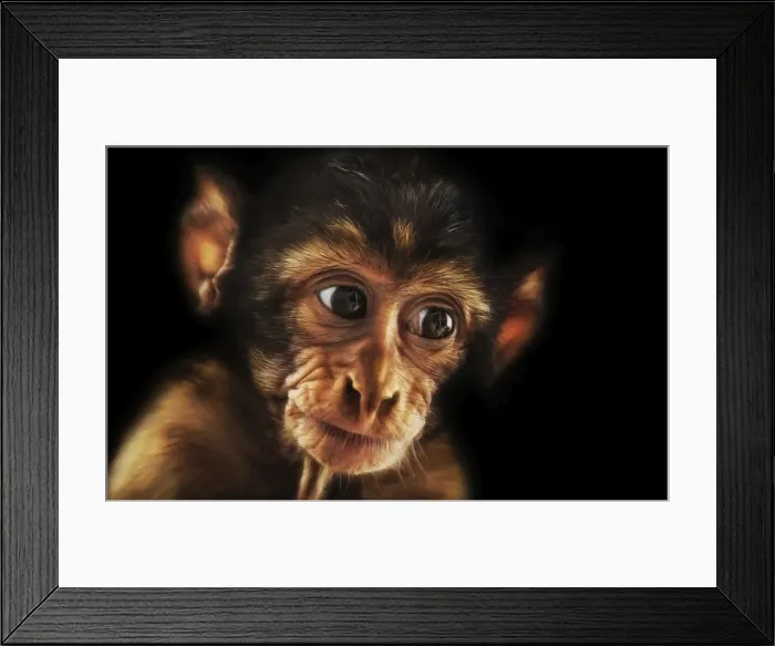 Framed Print : Baby Barbary Macaque (Macaca sylvanus) Framed Print : Baby Barbary Macaque (Macaca sylvanus)