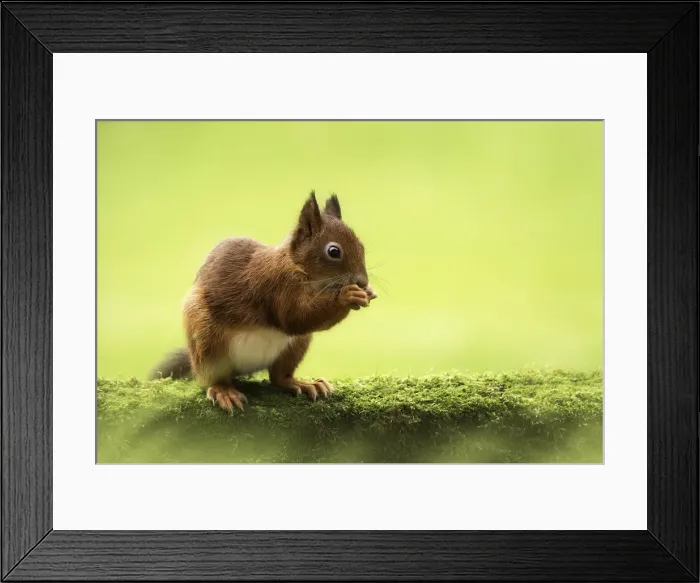 Framed Print : Red squirrel