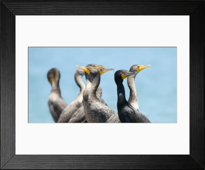Framed Print : Cormorants Framed Print : Cormorants