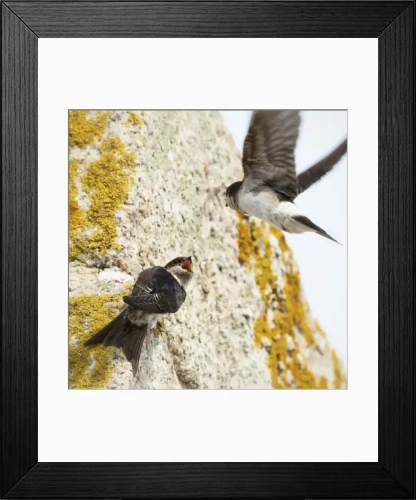 Framed Print : Squabbling house martins Framed Print : Squabbling house martins
