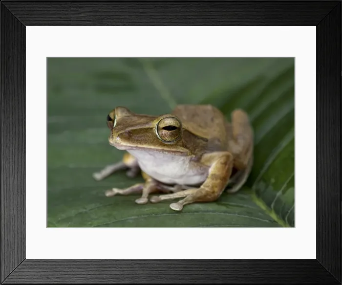 Framed Print : White-lipped treefrog (Polypedates leucomystax) Framed Print : White-lipped treefrog (Polypedates leucomystax)