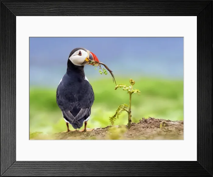Framed Print : The home-builder, puffin-style Framed Print : The home-builder, puffin-style