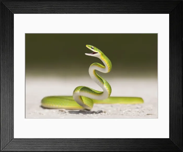 Framed Print : Roughie. Kristian Bell Photography, 169396712