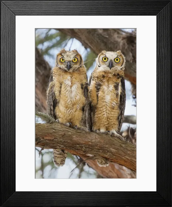 Framed Print : Great Horned Owlets Framed Print : Great Horned Owlets