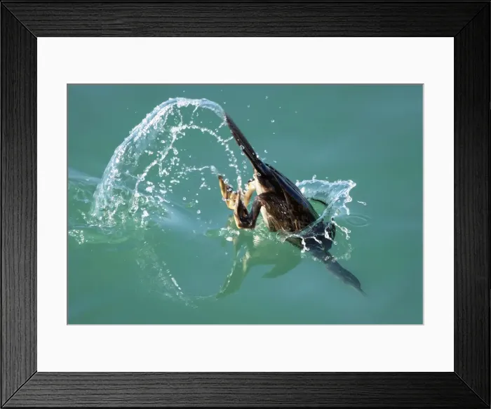 Framed Print : The dive. A cormorant dives to catch its next meal in the mild summer seas around Jersey Framed Print : The dive. A cormorant dives to catch its next meal in the mild summer seas around Jersey