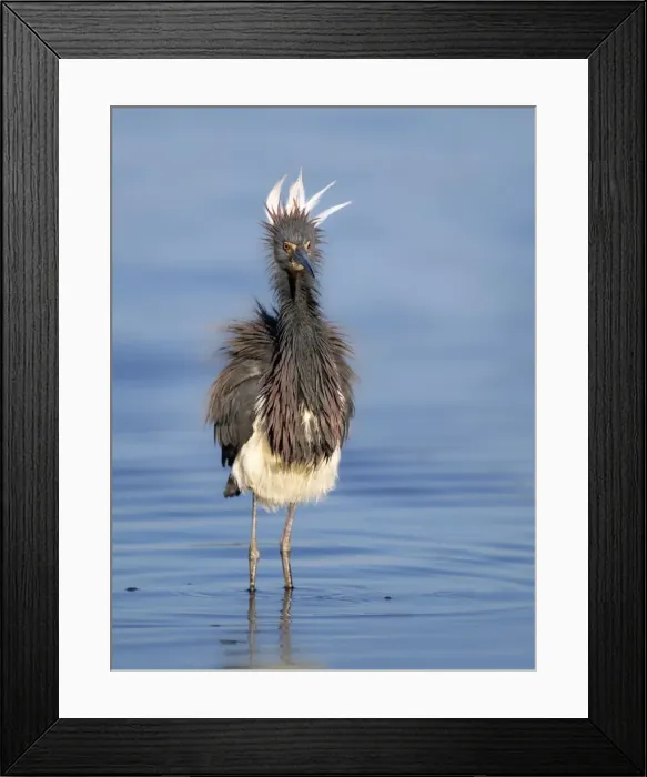 Framed Print : Tri-coloured Heron (Egretta tricolor)