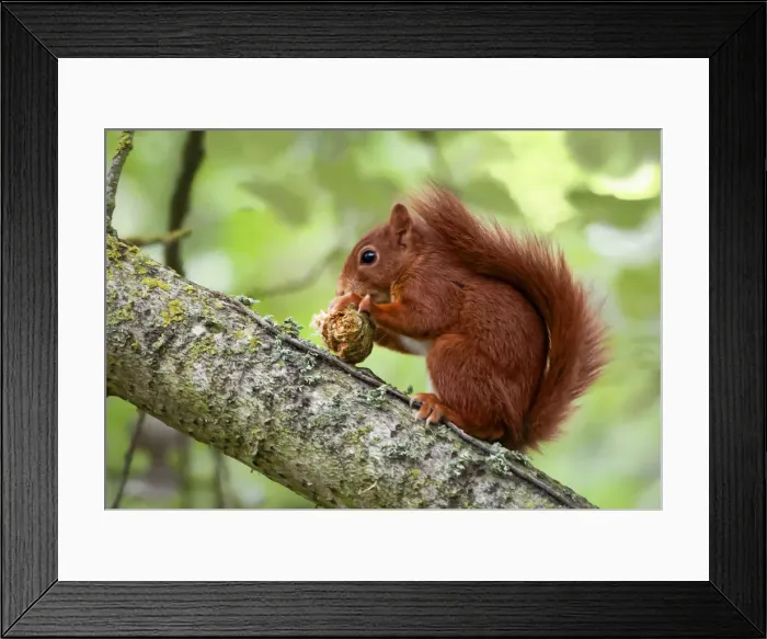 Framed Print : Red Squirrel