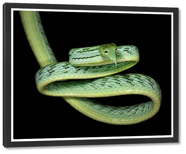 Oriental Whip snake