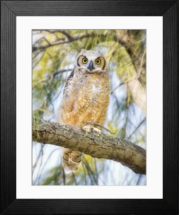 Framed Print : Great Horned Owlet Framed Print : Great Horned Owlet