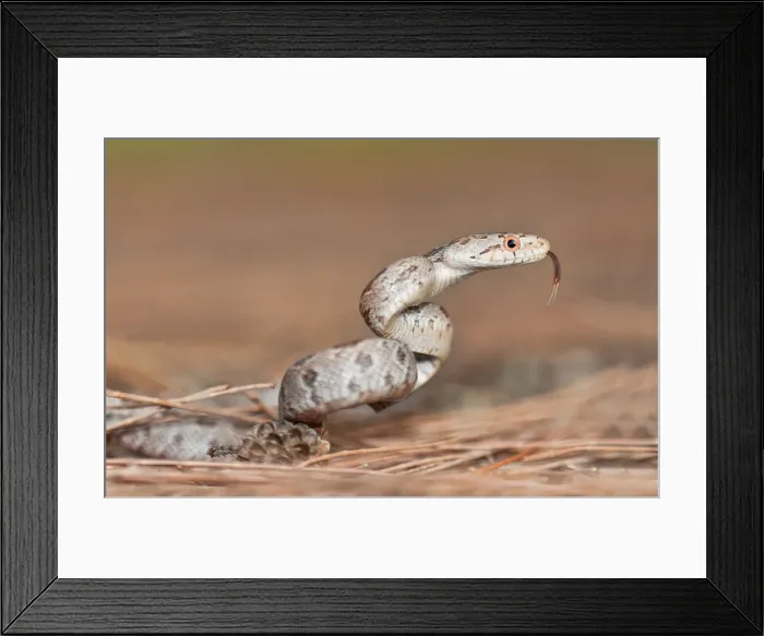 Framed Print : Hatchling yellow ratsnake