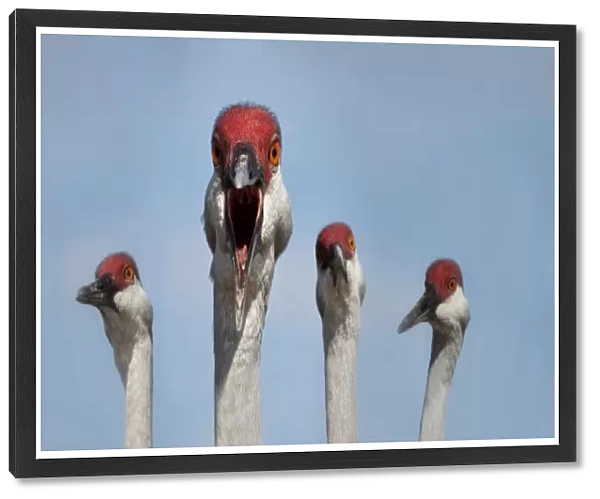Red headed cranes