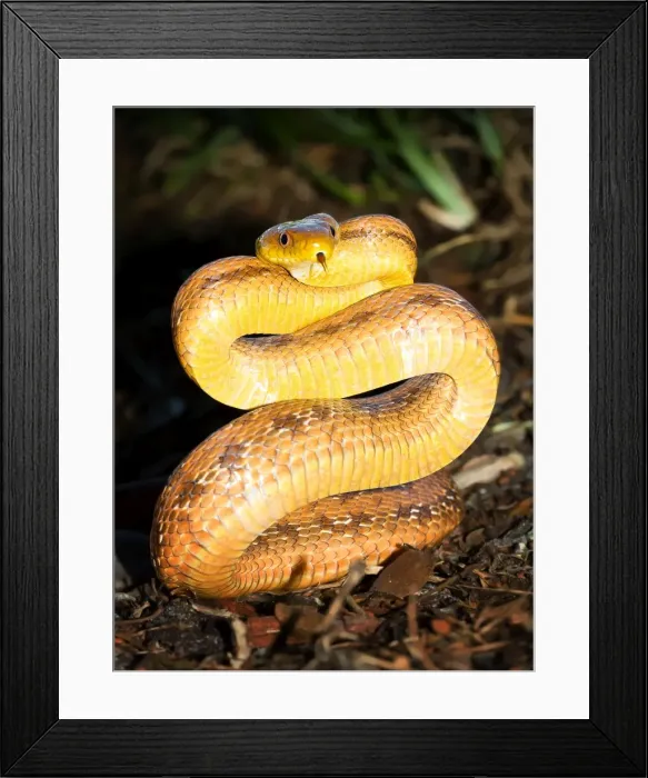 Framed Print : Snake. Yellow ratsnake Framed Print : Snake. Yellow ratsnake