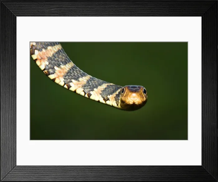 Framed Print : Florida water snake -Nerodia fasciata pictiventris Framed Print : Florida water snake -Nerodia fasciata pictiventris