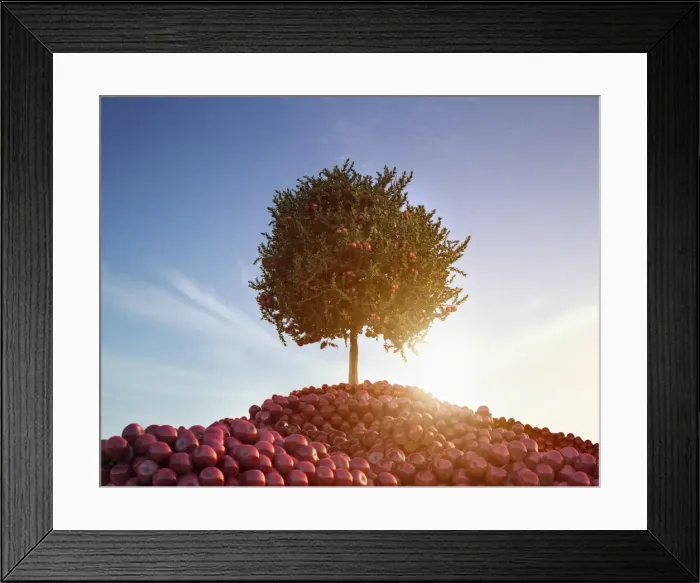 Framed Print : abundance, achievement, apple, australia, back lit, blue sky, color image, concept Framed Print : abundance, achievement, apple, australia, back lit, blue sky, color image, concept