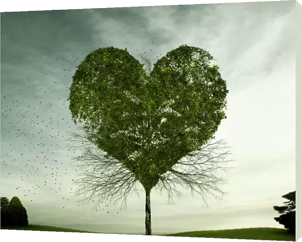 Tree growing in heart-shape
