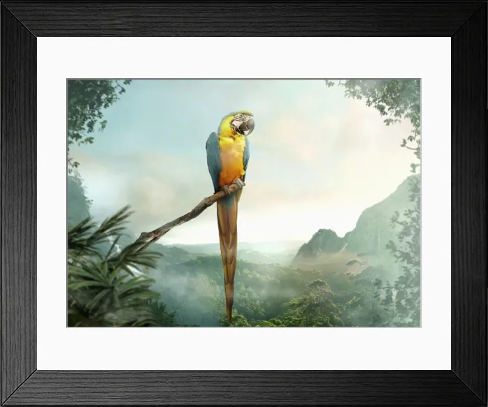 Framed Print : adventure, animals, beauty in nature, bird, branch, cloud, color image, colorful
