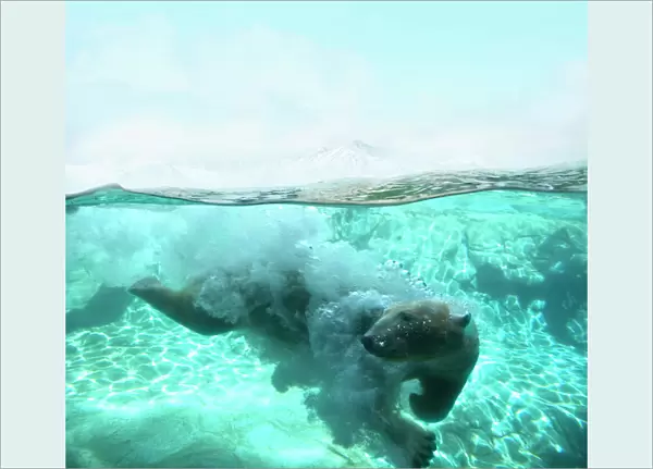 Polar Bear Arctic Dive
