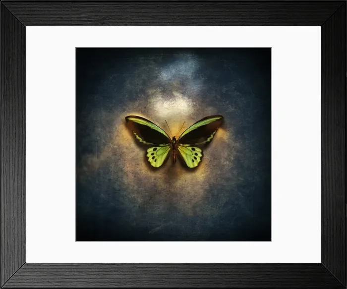 Framed Print : beauty, freedom, entomology, simplicity, fragility Framed Print : beauty, freedom, entomology, simplicity, fragility