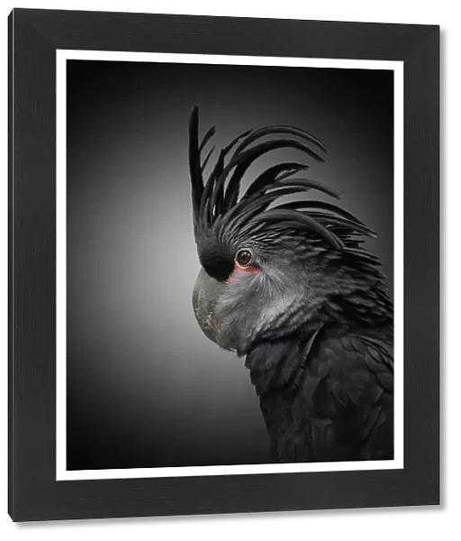 animals, beauty, beauty in nature, bird, black, black background, close up, color image
