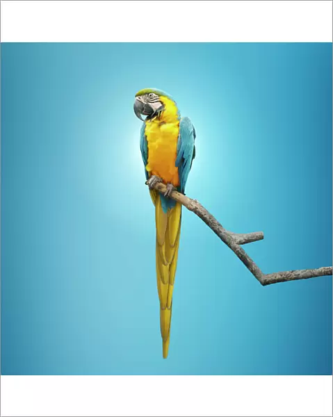 animals, beauty, beauty in nature, bird, blue background, branch, close up, color image