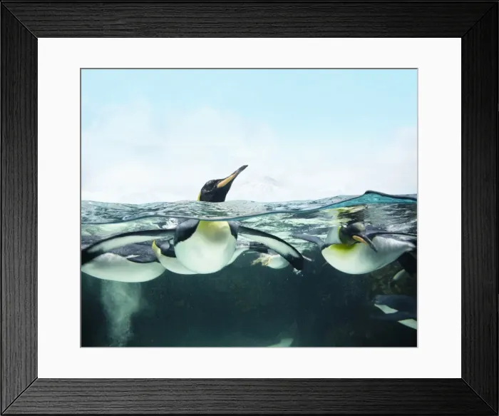 Framed Print : arctic penguins