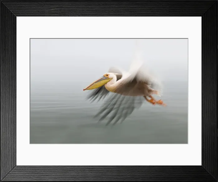 Framed Print : Pelican in Flight close up with blurred wings as it passes by Framed Print : Pelican in Flight close up with blurred wings as it passes by