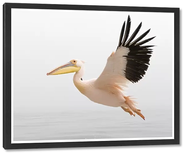 Pelican in Flight close up with steady wings approaching landing