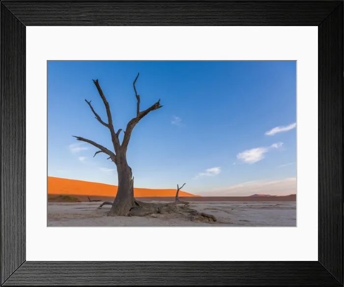 Framed Print : Camel Thorn Trees at Deadvlei near Sossusvlei during sunset over dunes, Namibia, Africa