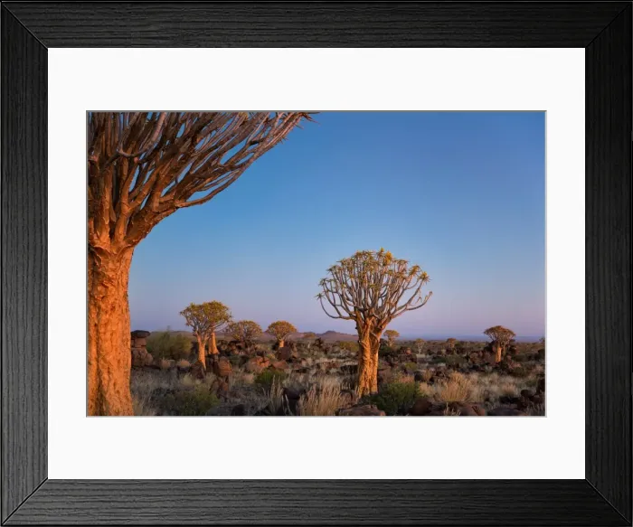 Framed Print : Quiver Tree at Giants Playground in Keetsmanshoop, Namibia, Afrika