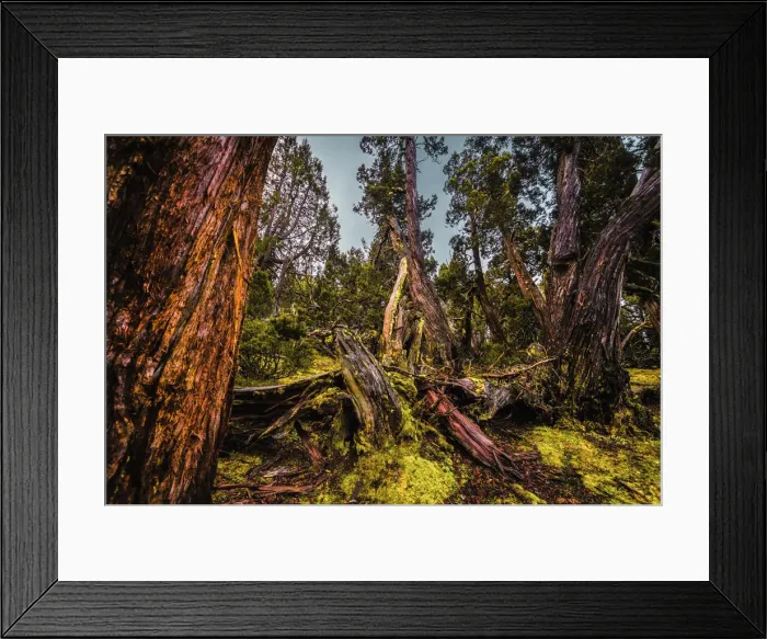 Framed Print : Dixon Kingdoms Pencil Pine Framed Print : Dixon Kingdoms Pencil Pine