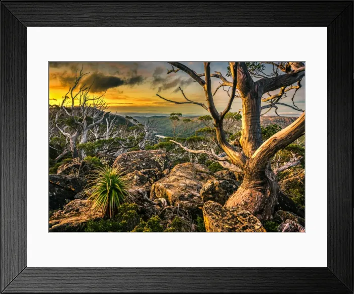 Framed Print : Snowgum at Mt Field National Park, Tasmania Framed Print : Snowgum at Mt Field National Park, Tasmania
