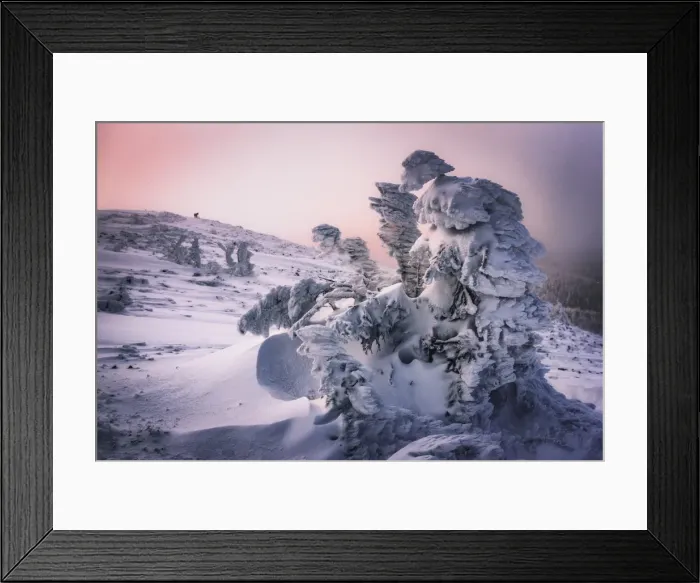 Framed Print : Lone Wolf. Lone wolf in Carpathian Mountains, Ukraine