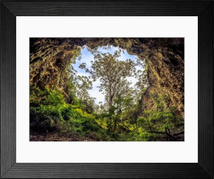 Framed Print : Giant karri tree Framed Print : Giant karri tree