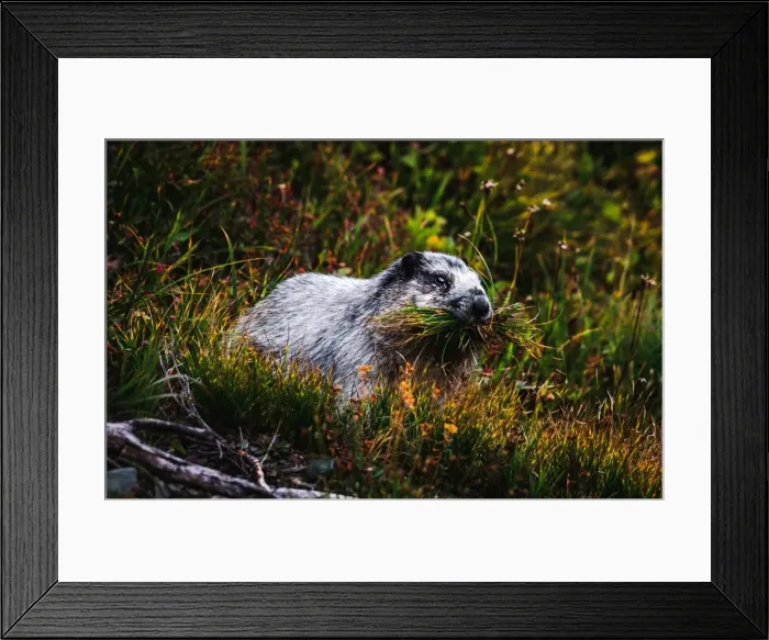 Framed Print : Marmot at Glacier National Park, Montana Framed Print : Marmot at Glacier National Park, Montana