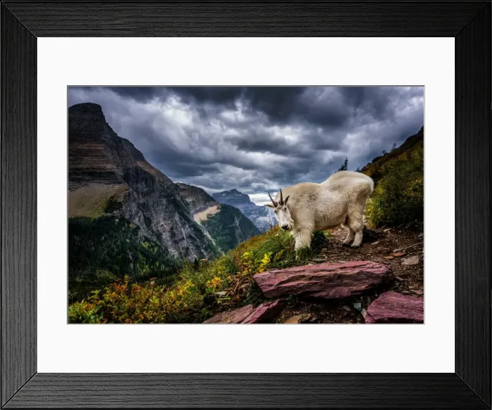 Framed Print : Rocky Mountain Goat
