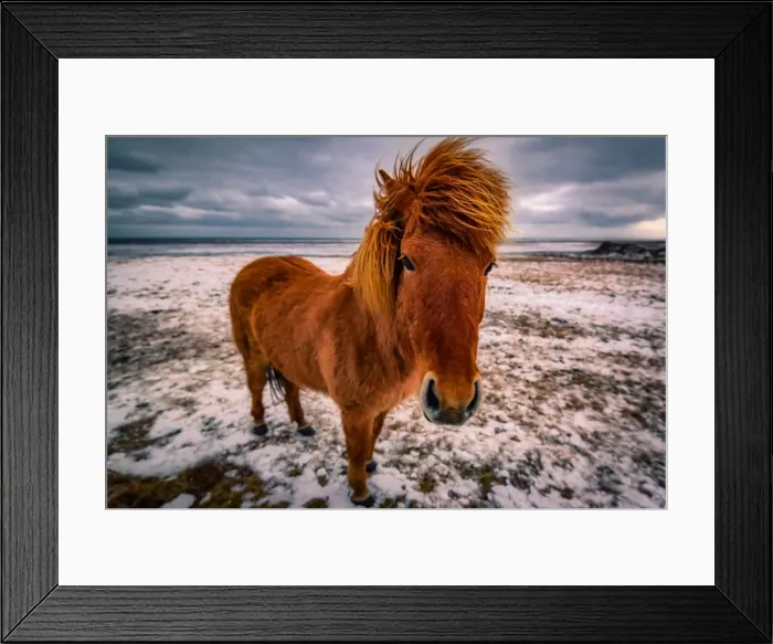 Framed Print : Icelandic Horse