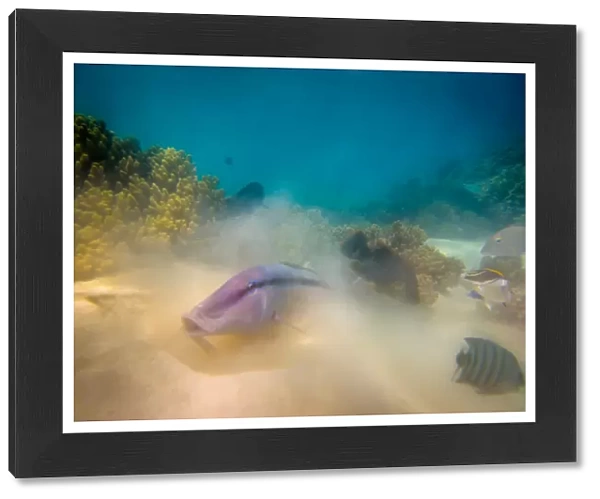 Ningaloo Reef Underwater Life