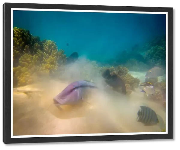 Ningaloo Reef Underwater Life