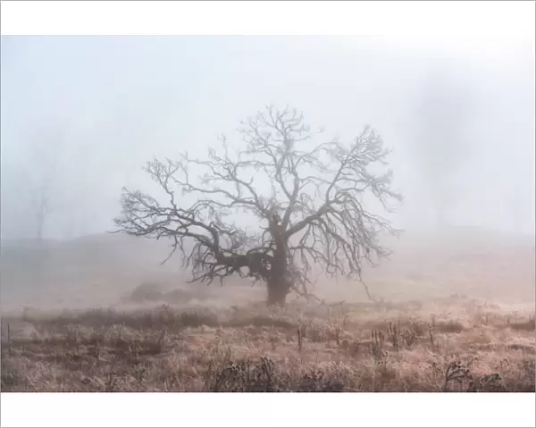 Single tree and mist cover in winter season