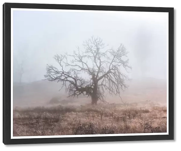 Single tree and mist cover in winter season