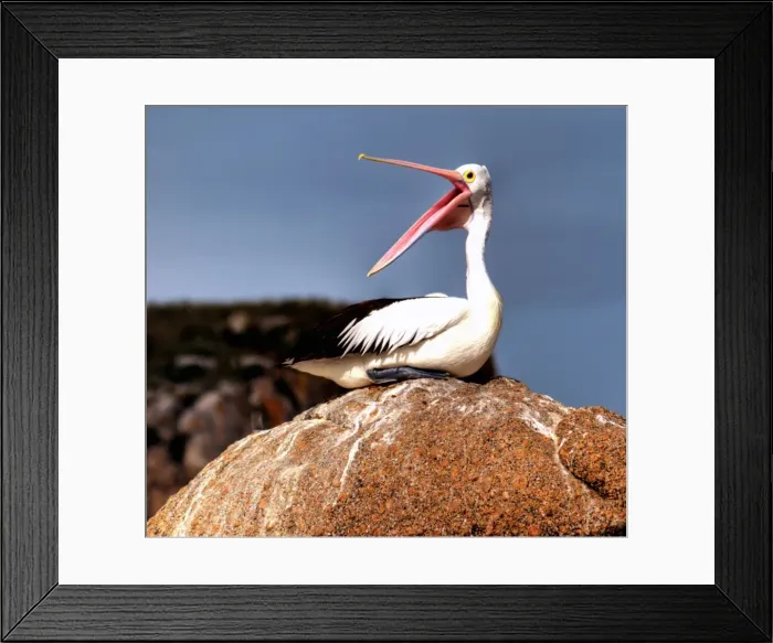 Framed Print : Hungry Pelican