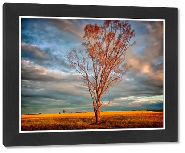 Lone tree in field of yellow at sunset