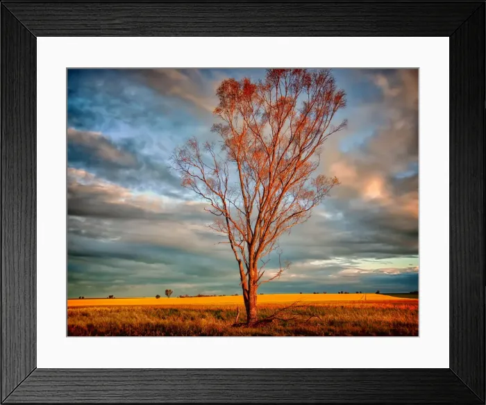 Framed Print : Lone tree in field of yellow at sunset Framed Print : Lone tree in field of yellow at sunset