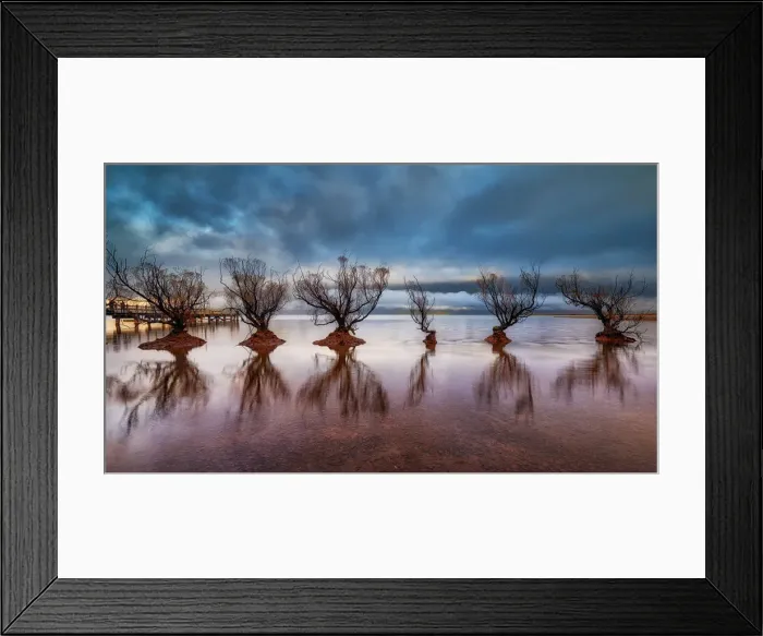 Framed Print : Rows of Willow Trees in Glenorchy Framed Print : Rows of Willow Trees in Glenorchy