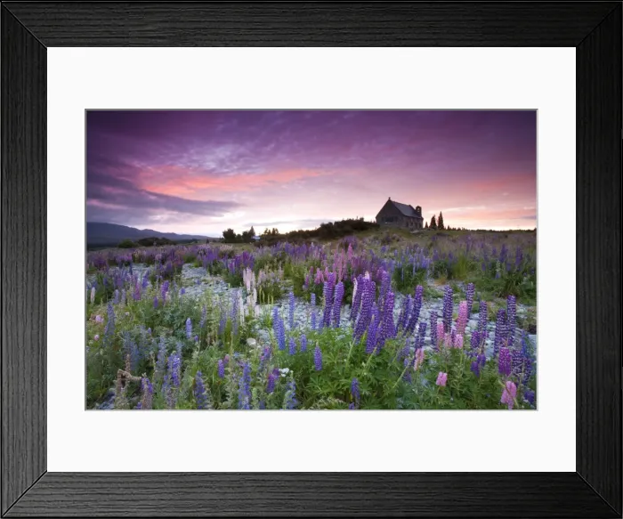 Framed Print : Summer lupins at sunrise at Lake Tekapo, NZ Framed Print : Summer lupins at sunrise at Lake Tekapo, NZ
